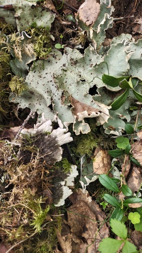 freckled pelt lichen (Peltigera aphthosa)