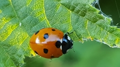 Coccinella septempunctata