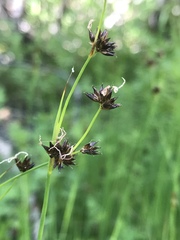 Carex multicaulis
