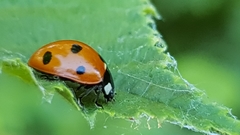 Coccinella septempunctata