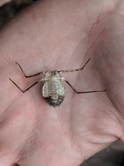 Macromiidae