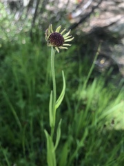 Helenium bigelovii