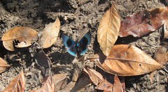 Lyropteryx apollonia