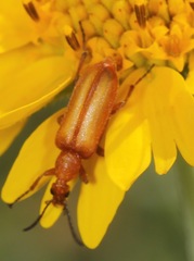 Gnathium minimum