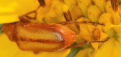 Gnathium minimum