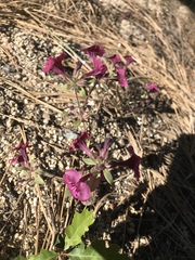 Diplacus constrictus