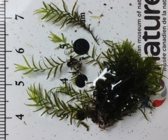 Fissidens fontanus