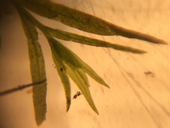 Fissidens fontanus