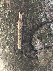 Parallelia bistriaris