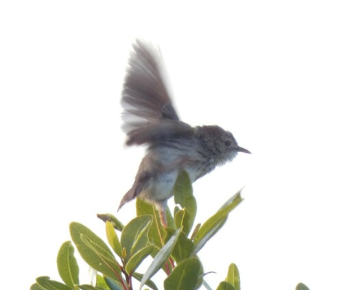 Grey-backed Cisticola (Cisticola subruficapilla), photo 7