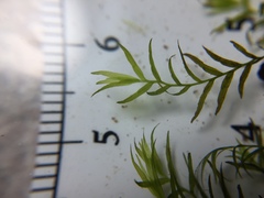 Fissidens fontanus
