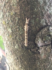 Parallelia bistriaris