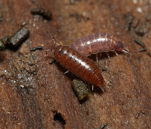 Common Pygmy Woodlouse