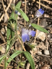 Collinsia torreyi