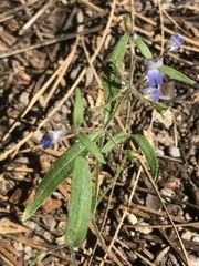 Collinsia torreyi