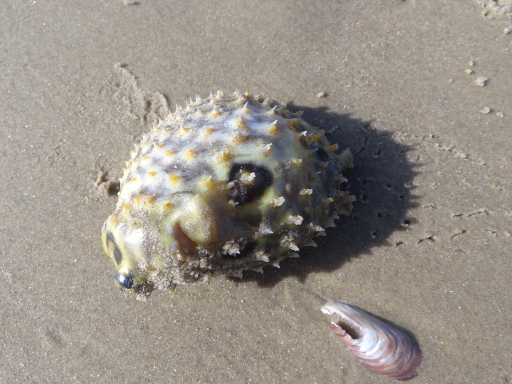 Brown burrfish (Chilomycterus spinosus) — Diodontidae