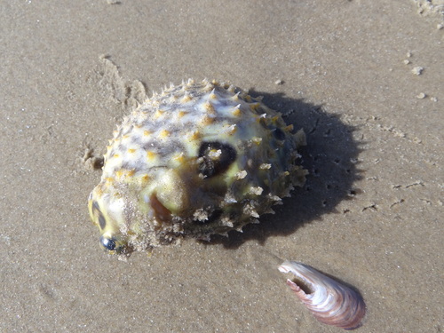 Brown burrfish (Chilomycterus spinosus) — Diodontidae
