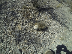 Epithelantha