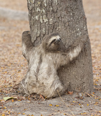 Bradypus variegatus