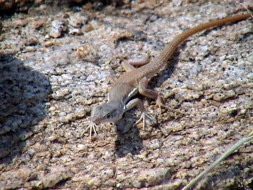 Bill’s Sand Lizard, Pedioplanis branchi