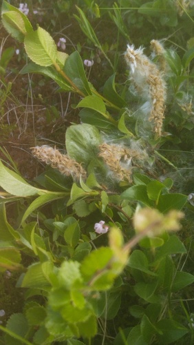 Salix myrsinites, photograph 6