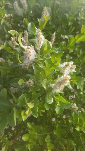 Salix myrsinites, photograph 5