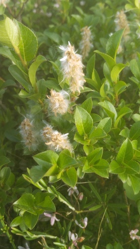Salix myrsinites, photograph 4