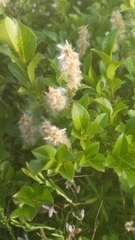 (c) Andrew Bazdyrev, some rights reserved (CC BY) Salix myrsinites, photograph (c) Andrew Bazdyrev, some rights reserved (CC BY)