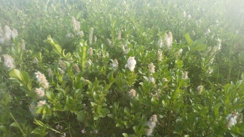 Whortle-leaved Willow (Salix myrsinites)