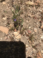 Allophyllum gilioides violaceum