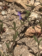 Allophyllum gilioides violaceum