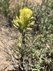 Castilleja praeterita