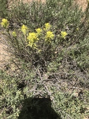 Castilleja praeterita