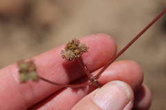 Sanicula bipinnatifida