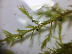 Fontinalis hypnoides