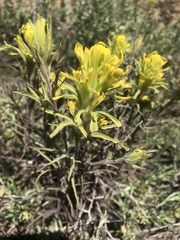 Castilleja praeterita