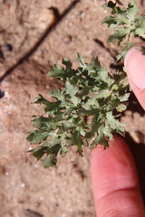 Sanicula bipinnatifida