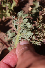 Sanicula bipinnatifida