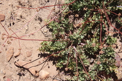 Sanicula bipinnatifida