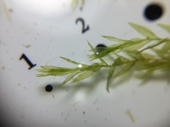 Fontinalis hypnoides