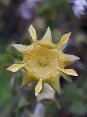 Ivesia baileyi setosa