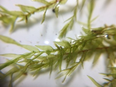 Fontinalis hypnoides