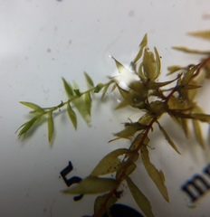 Fontinalis hypnoides