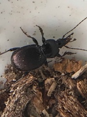 Sphaeroderus