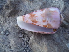 Conus purpurascens