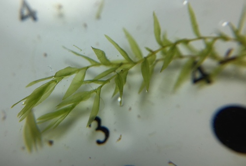 Representative image of Fontinalis hypnoides