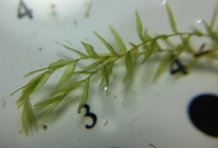 Fontinalis hypnoides