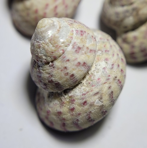 Steromphala divaricata (Linnaeus, 1758)