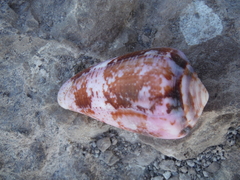 Conus purpurascens
