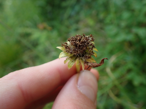 Newcombe's Groundsel (Tephroseris newcombei)